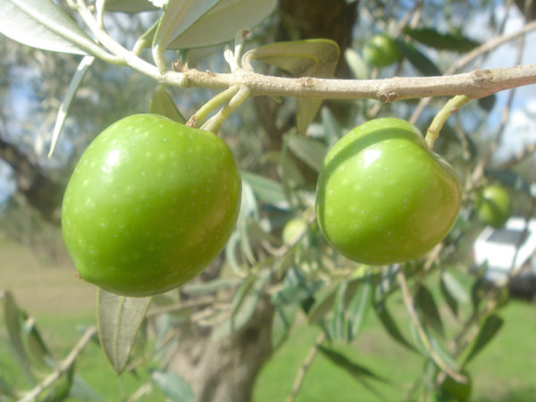 cultivar-Nocellara-del-Belice-lagocciadoro